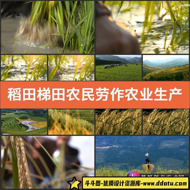 稻田梯田 农民劳作 农业生产 绿油油的农田 中国高清实拍视频素材-斗斗图