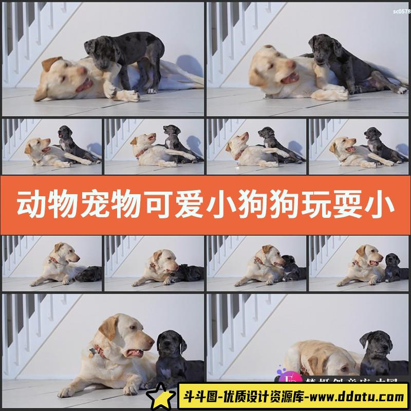 动物宠物可爱小狗狗玩耍小狗特写高清实拍视频素材-斗斗图