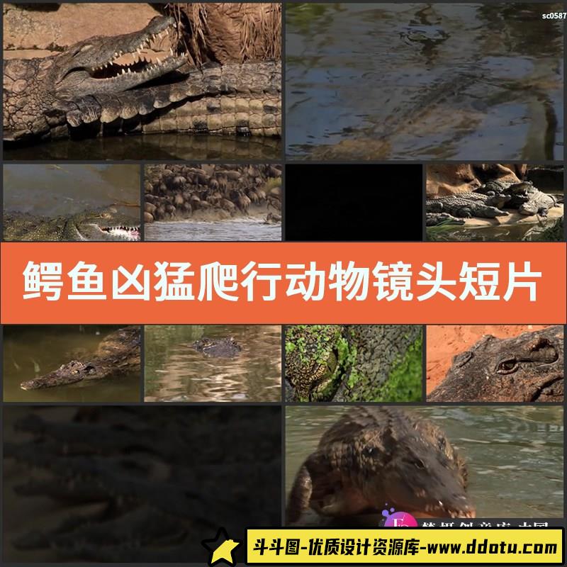 鳄鱼 凶猛爬行动物镜头短片鳄鱼日常生活猎食高清实拍视频素材-斗斗图