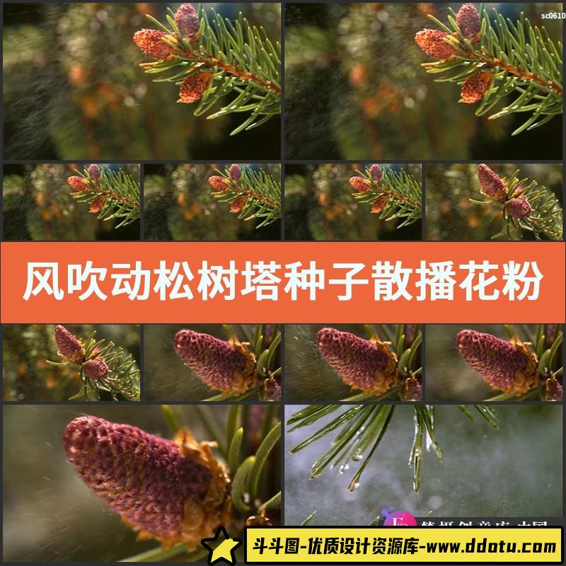 风吹动松树塔种子散播花粉高清宣传片视频素材-斗斗图