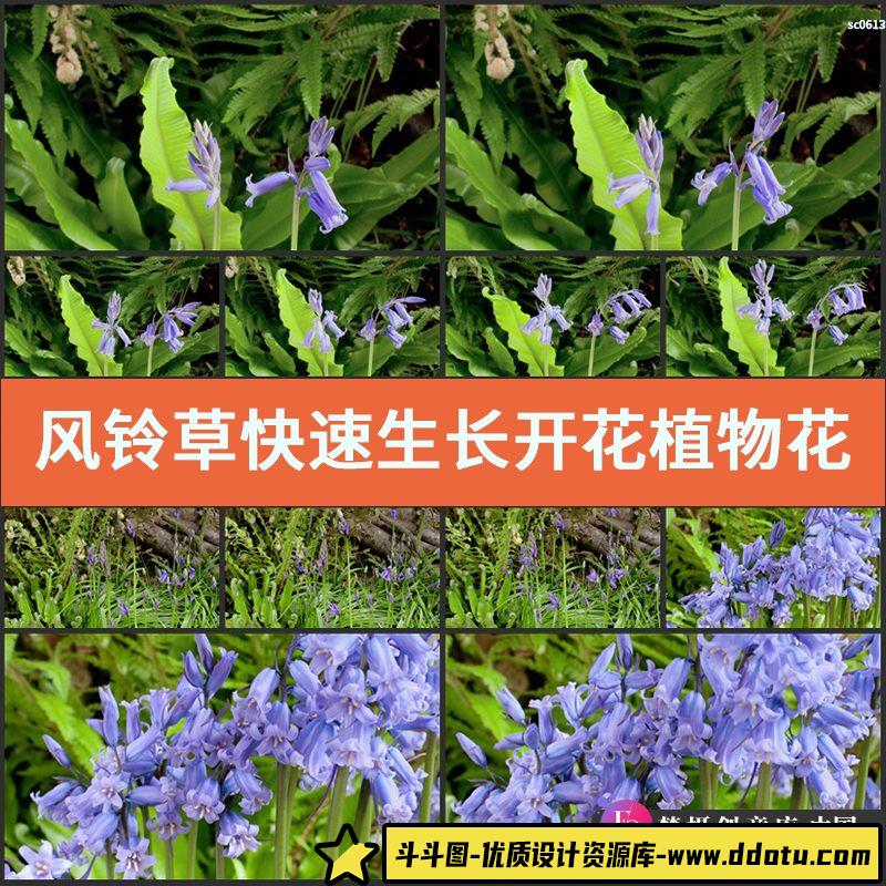风铃草快速生长开花植物花草树木高清实拍视频素材-斗斗图