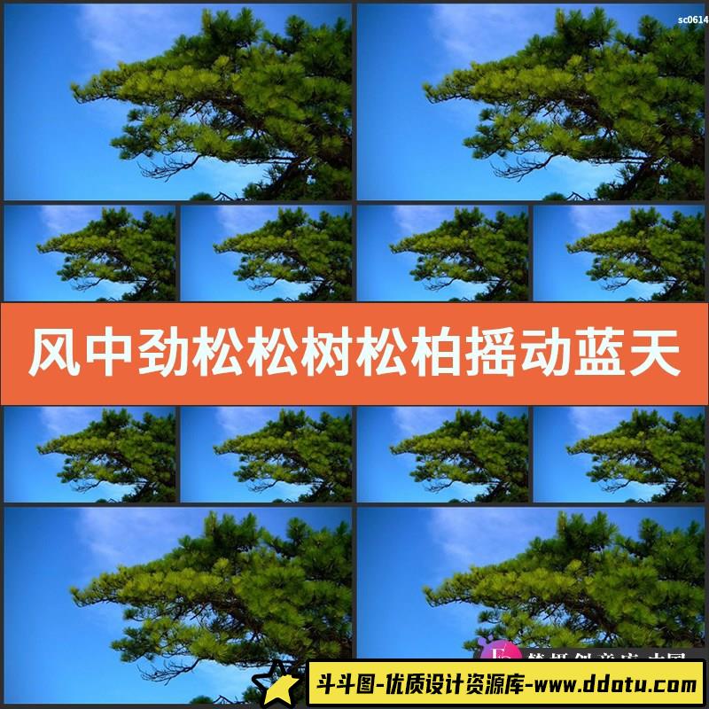 风中劲松 松树 松柏摇动 蓝天松树 中国高清实拍视频素材-斗斗图