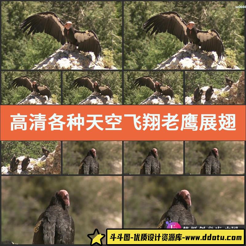 高清各种天空飞翔老鹰展翅翱翔视频 宣传片专题片影视 视频素材-斗斗图