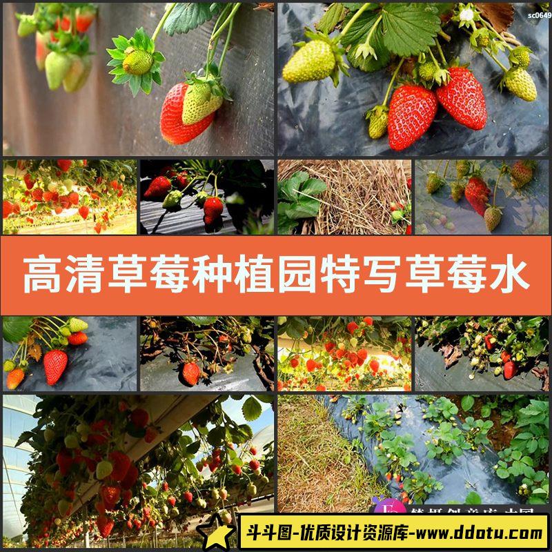高清实拍草莓种植园特写草莓水果新鲜草莓果视频素材-斗斗图