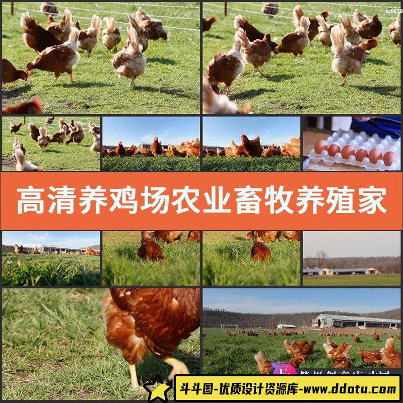 高清实拍养鸡场农业畜牧养殖家禽养殖视频素材捡鸡蛋视频素材-斗斗图