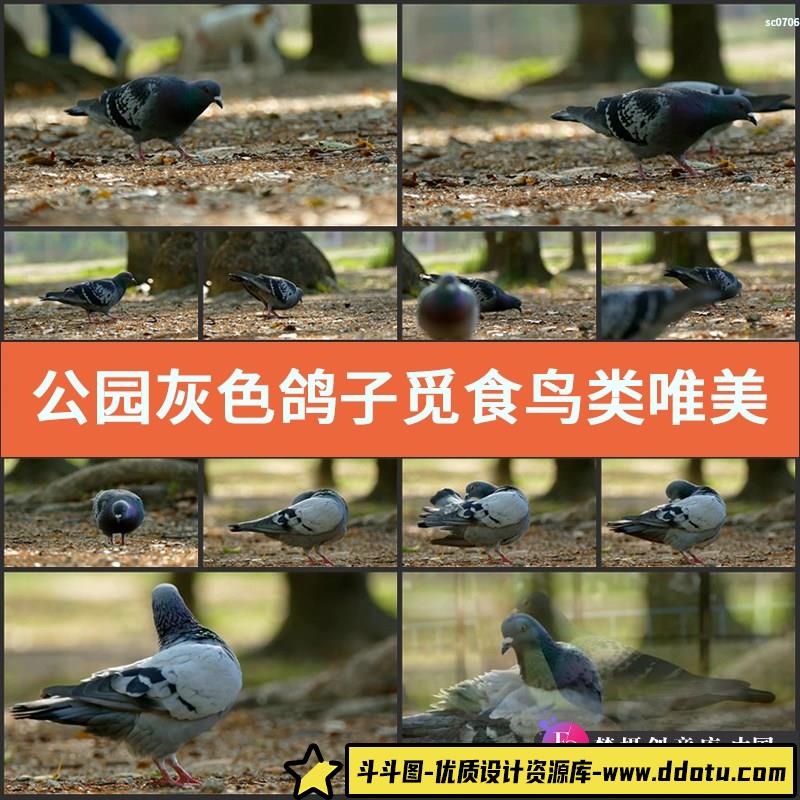 公园灰色鸽子觅食鸟类唯美特写镜头高清实拍视频素材-斗斗图
