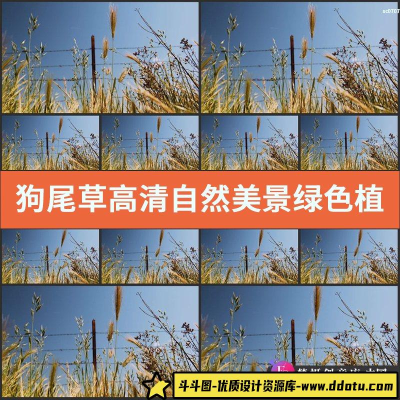 狗尾草高清实拍视频素材 自然美景绿色植物唯美浪漫赏心悦目植被-斗斗图