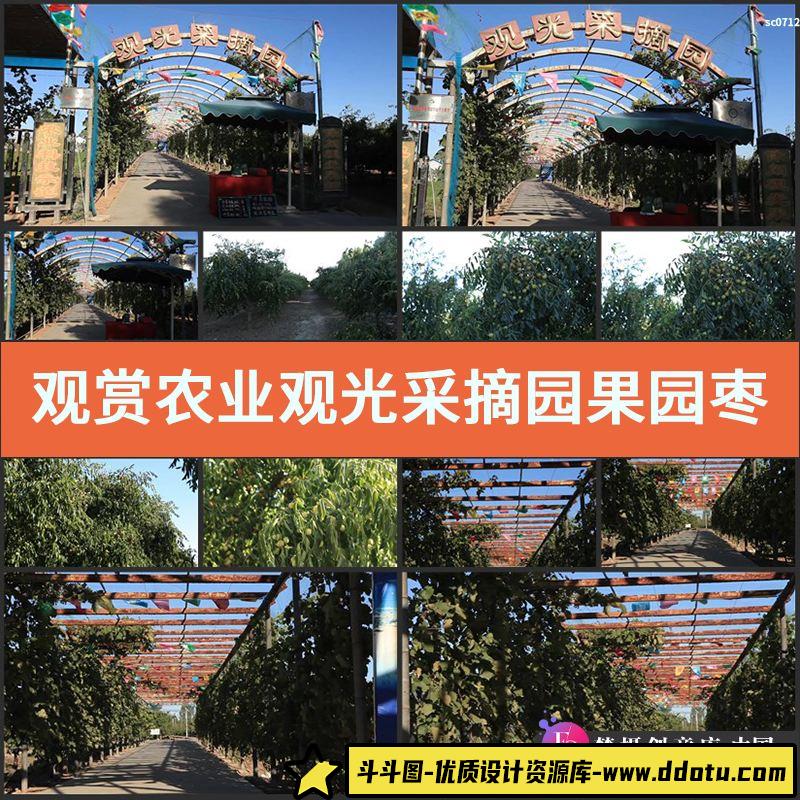 观赏农业 观光采摘园 果园枣树林 高清视频实拍素材-斗斗图