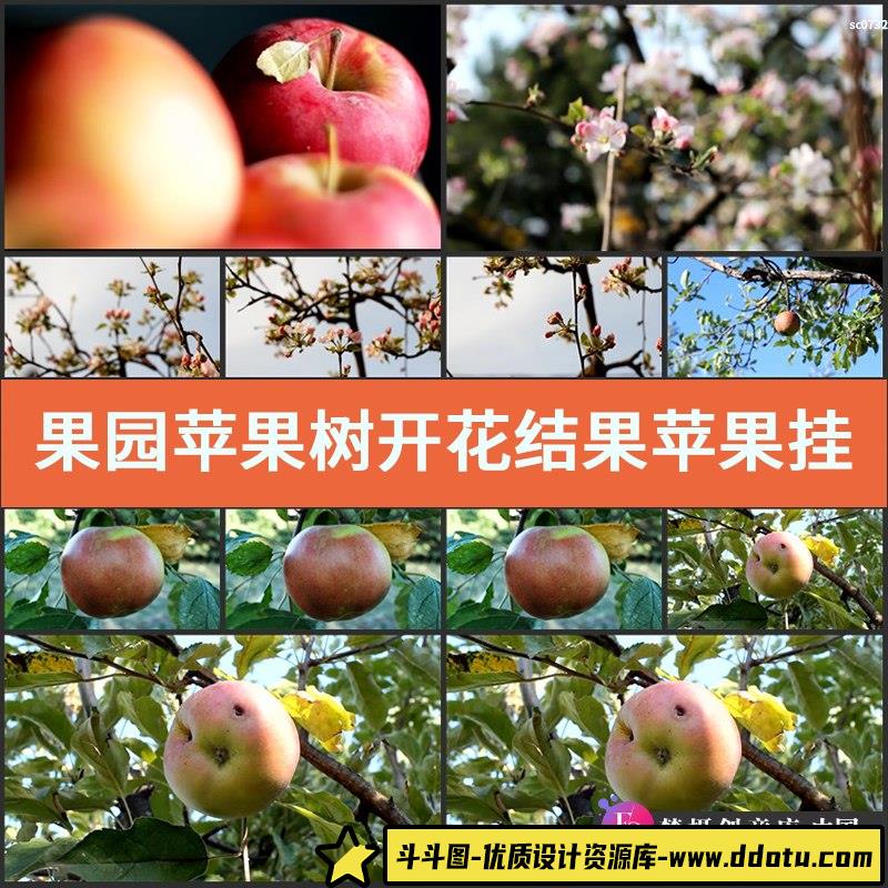 果园苹果树开花结果苹果挂果成熟高清实拍视频素材-斗斗图
