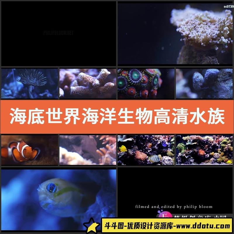 海底世界海洋生物高清实拍视频素材 水族馆动态视频 海底高清素材-斗斗图