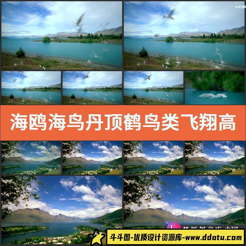 海鸥海鸟丹顶鹤 鸟类飞翔 高清实拍天空海边小鸟欢乐飞舞视频素材-斗斗图