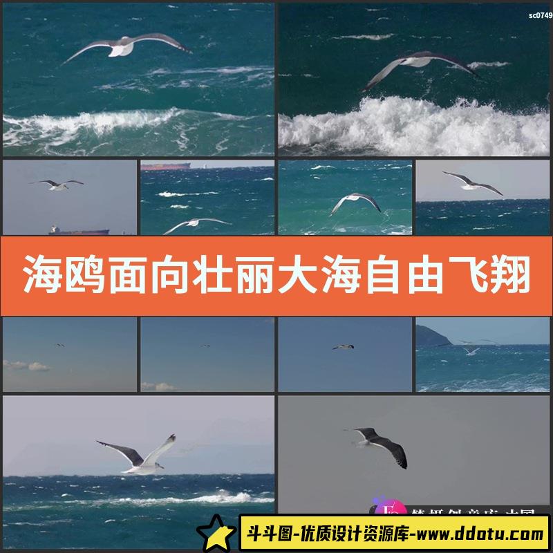 海鸥面向壮丽大海自由飞翔鸟类动物生活姿态特写高清实拍视频素材-斗斗图