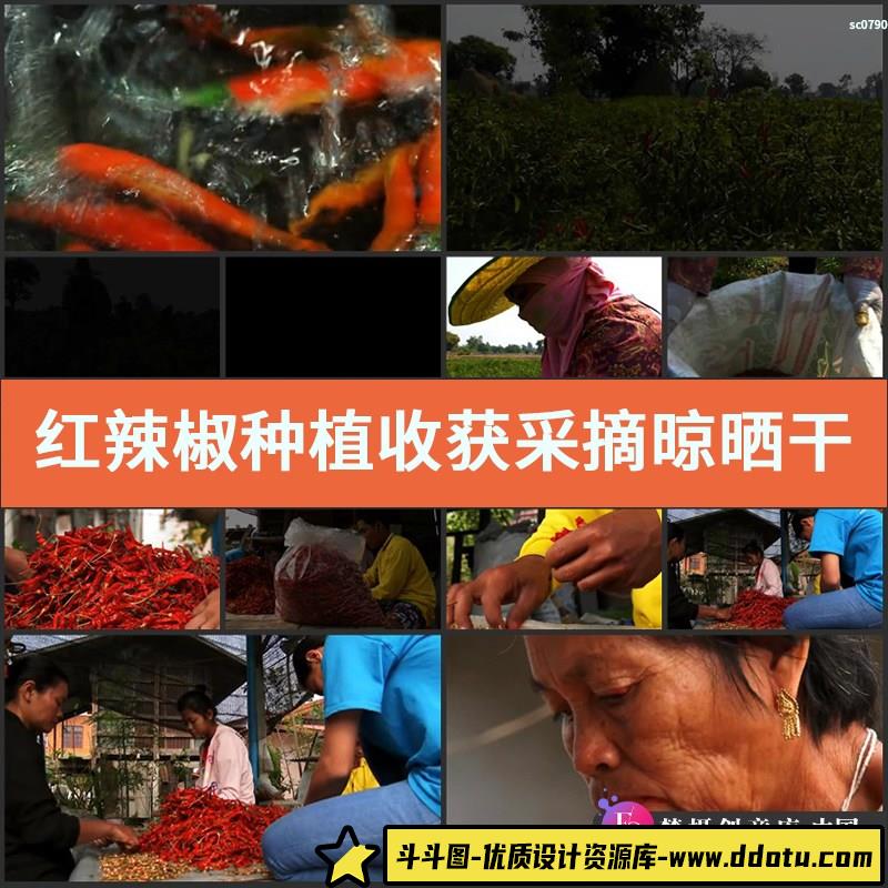 红辣椒种植收获采摘晾晒干红辣椒高清实拍视频素材-斗斗图