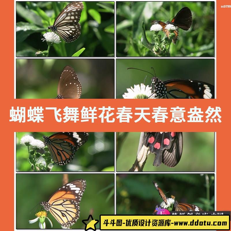 蝴蝶飞舞 鲜花 春天春意盎然 鸟语花香 采蜜花朵花园高清视频素材-斗斗图
