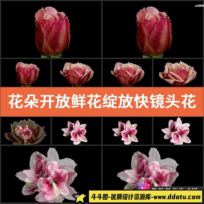 花朵开放 鲜花绽放快镜头花朵花卉快速开放高清实拍视频素材合集-斗斗图