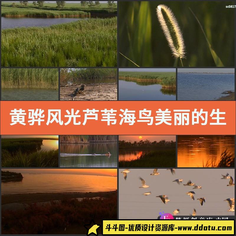 黄骅风光 芦苇海鸟 美丽的生态环境 夕阳晚霞 高清实拍视频素材-斗斗图