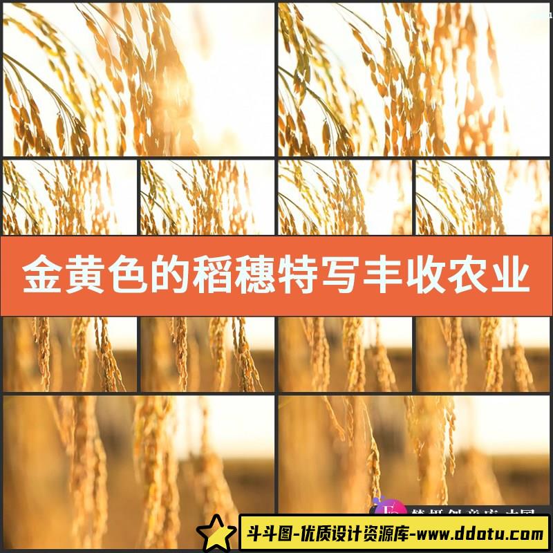 金黄色的稻穗特写 丰收 农业 影视动态宣传片视频高清实拍素材-斗斗图