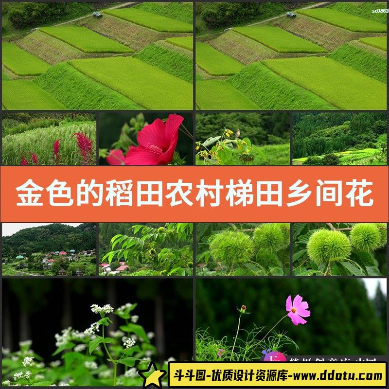 金色的稻田农村梯田乡间花草农业类高清实拍视频素材-斗斗图