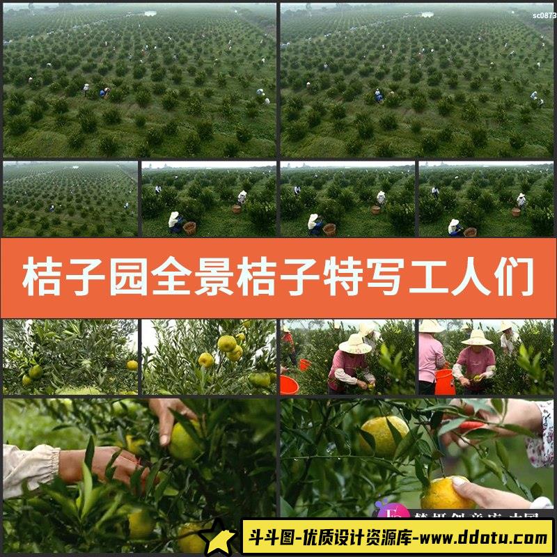 桔子园全景桔子特写工人们采摘茶树柑桔子高清实拍视频素材-斗斗图