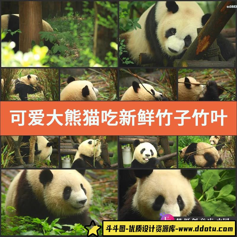 可爱大熊猫吃新鲜竹子竹叶唯美镜头高清实拍视频素材-斗斗图