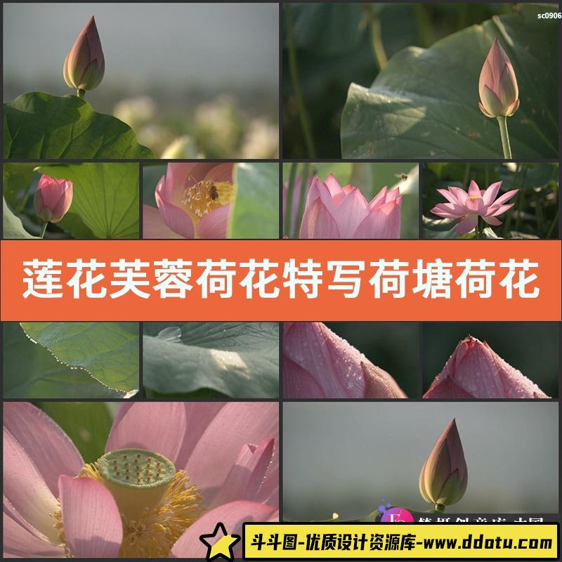 莲花芙蓉荷花特写荷塘荷花近景荷花全景芙蓉花高清实拍视频素材-斗斗图