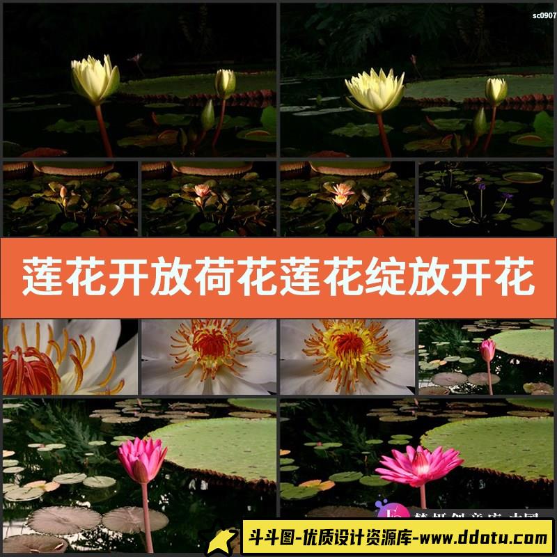 莲花开放 荷花莲花绽放开花过程 荷塘莲花高清实拍视频素材-斗斗图