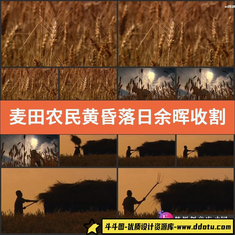 麦田农民 黄昏 落日余晖 收割小麦 高清实拍视频素材-斗斗图