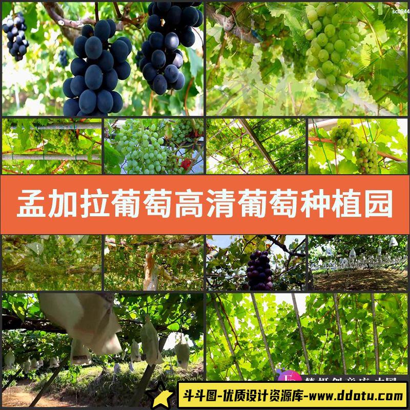 孟加拉葡萄高清实拍葡萄种植园水果风光片视频素材-斗斗图