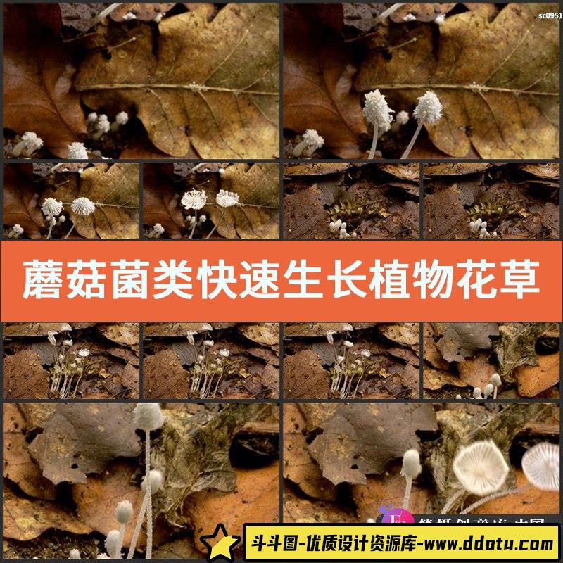 蘑菇菌类快速生长 植物花草树木高清实拍影视频素材-斗斗图