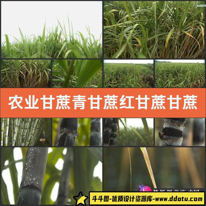 农业 甘蔗 青甘蔗 红甘蔗 甘蔗林 甘蔗宣传片高清实拍视频素材-斗斗图