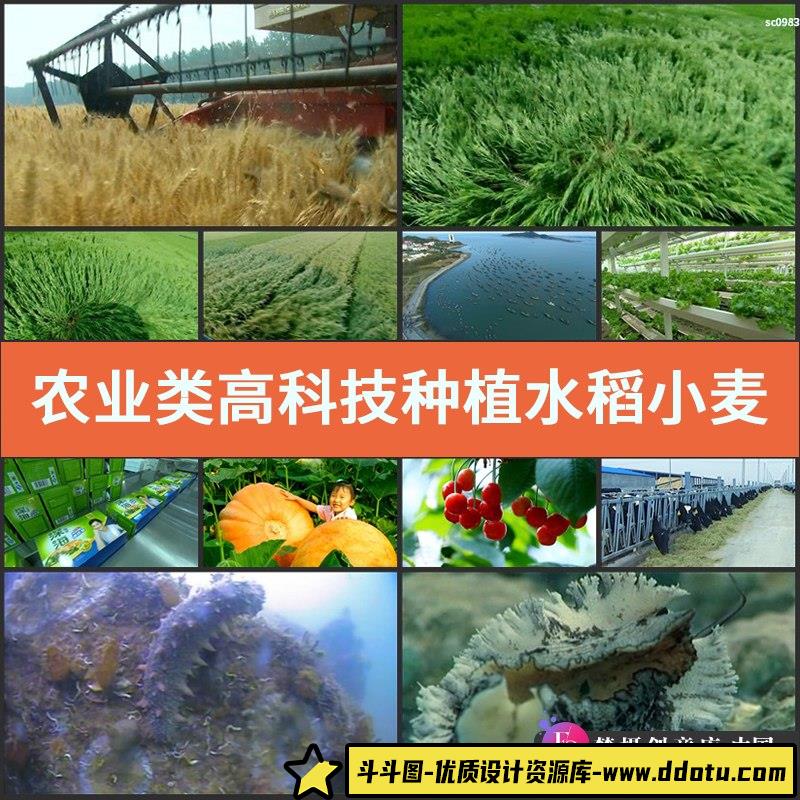 农业类高科技种植水稻小麦茶园果园蔬菜玉米粮食丰收高清视频素材-斗斗图