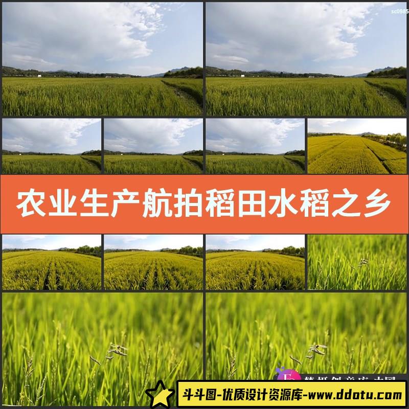 农业生产航拍稻田水稻之乡稻谷丰收宣传延时摄影实拍高清视频素材-斗斗图