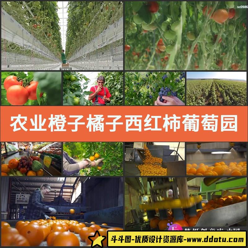 农业视频素材橙子橘子西红柿葡萄园采摘加工绿色生态-斗斗图
