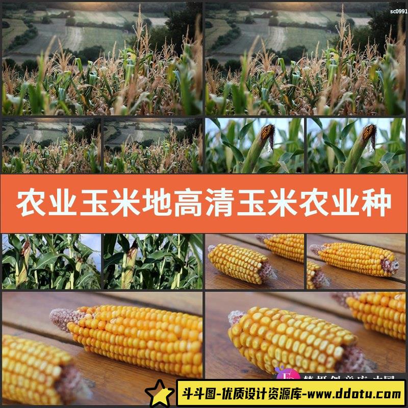 农业玉米地高清实拍玉米农业种植粮食宣传片视频素材-斗斗图