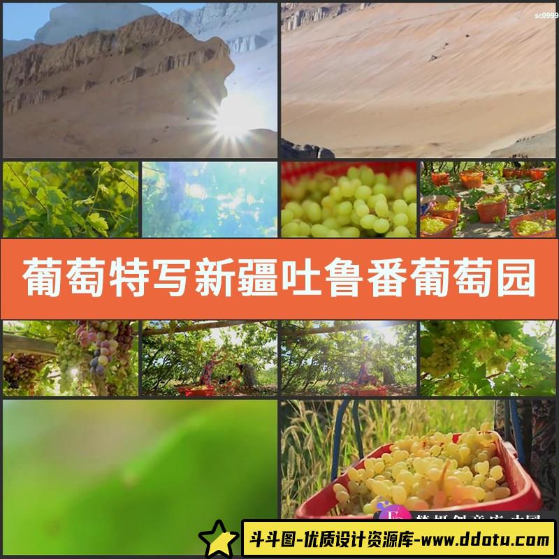 葡萄特写新疆吐鲁番葡萄园葡萄采摘水果丰收高清实拍视频素材-斗斗图
