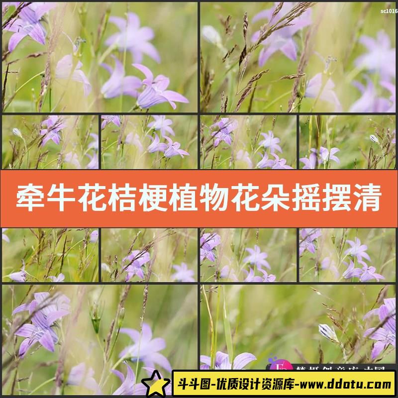 牵牛花桔梗植物花朵摇摆清新大自然高清实拍视频素材-斗斗图