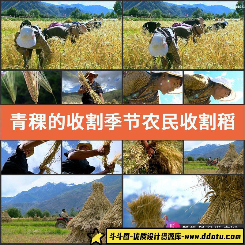 青稞的收割季节 农民收割稻田 种庄稼镜头 高清实拍视频素材-斗斗图