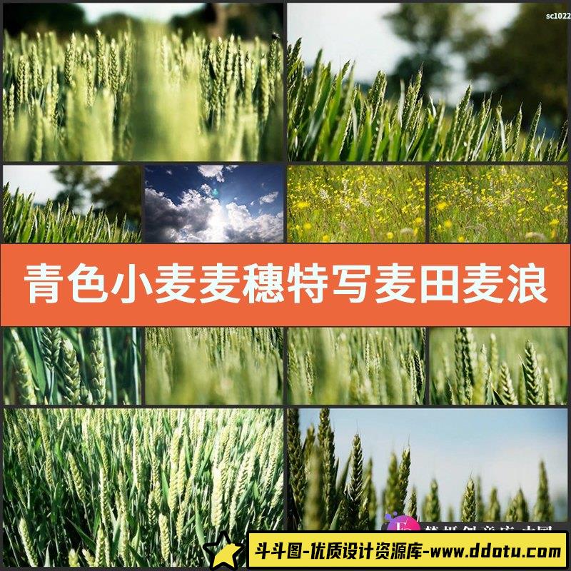 青色小麦麦穗特写麦田麦浪原野天空高清实拍视频素材-斗斗图