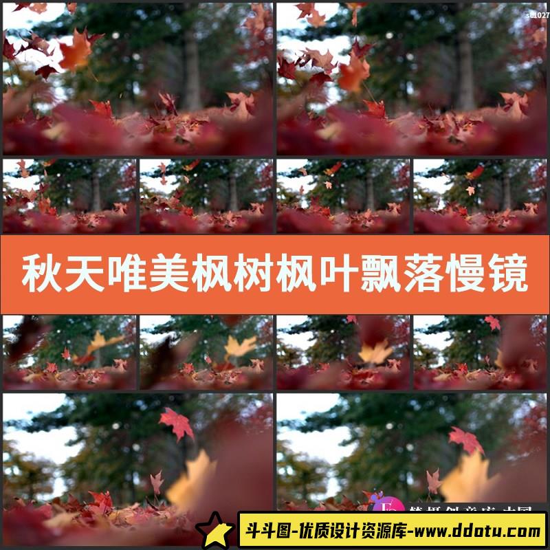 秋天唯美枫树枫叶飘落慢镜头唯美金秋高清延时实拍视频素材-斗斗图