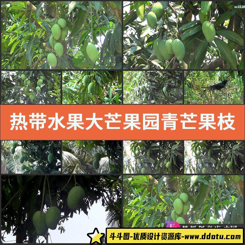 热带水果大芒果园青芒果枝头挂果高清实拍视频素材-斗斗图