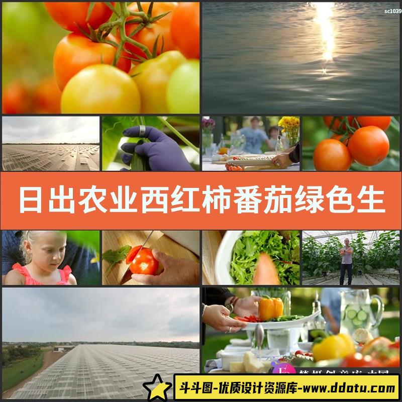 日出农业西红柿番茄绿色生态大棚培养水果蔬菜种植高清素材-斗斗图