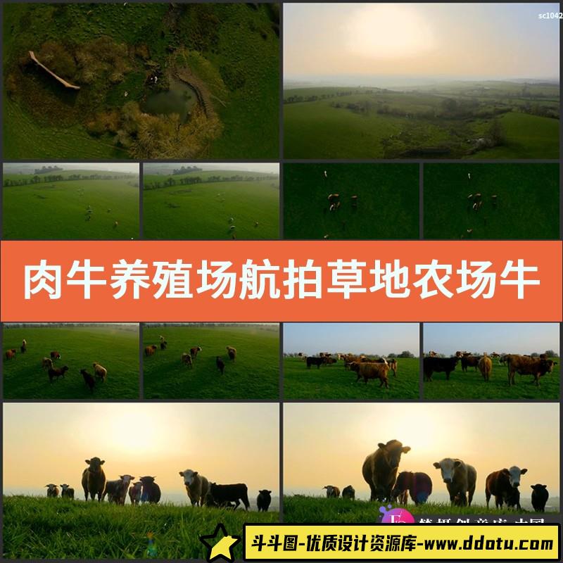 肉牛养殖场航拍草地农场牛吃草放养唯美草原风光高清实拍视频素材-斗斗图