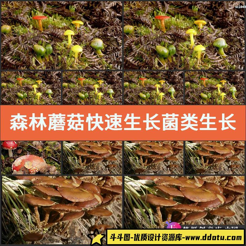 森林蘑菇快速生长 菌类生长过程 红蘑菇 高清实拍视频素材-斗斗图