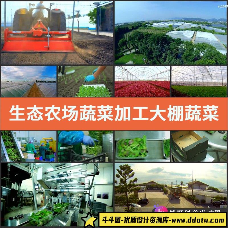 生态农场蔬菜加工 大棚蔬菜农业生产食品安全 高清实拍视频素材-斗斗图