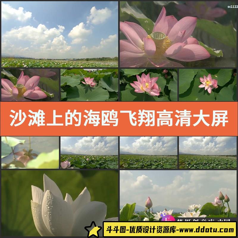 视频素材沙滩上的海鸥飞翔高清实拍大屏幕海面飞翔空中飞舞专题片-斗斗图