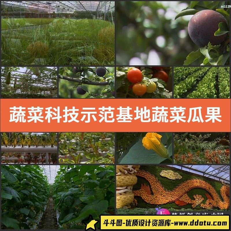蔬菜科技示范基地 蔬菜瓜果 南瓜黄瓜 西红柿 高清实拍视频素材-斗斗图