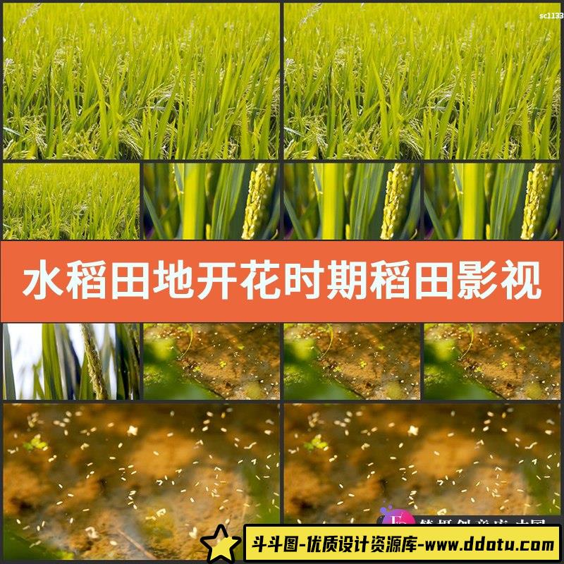 水稻 田地 开花时期 稻田 影视动态 农业宣传片视频高清实拍素材-斗斗图