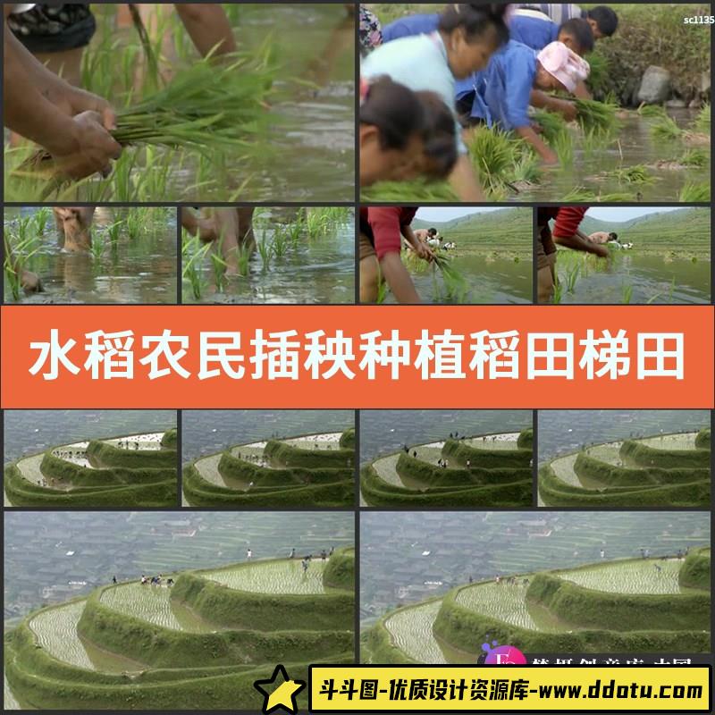 水稻农民插秧种植稻田梯田 农业 影视动态宣传片视频高清实拍素材-斗斗图