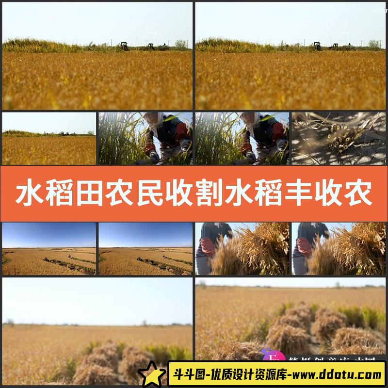 水稻田 农民收割水稻 丰收 农业 影视动态宣传片视频高清实拍素材-斗斗图