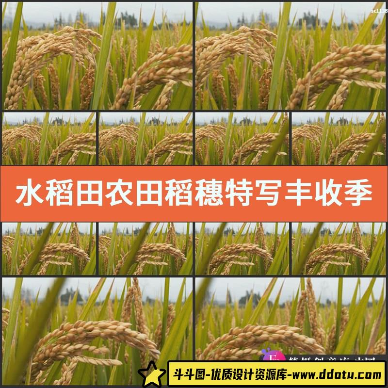 水稻田 农田 稻穗特写 丰收季节 高清实拍背景 影视动态视频素材-斗斗图